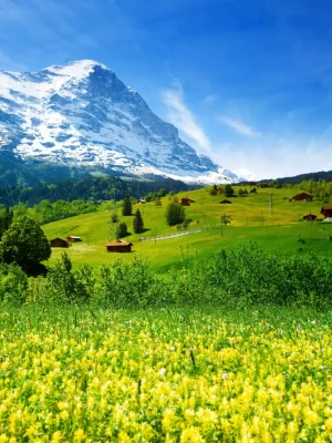 105736-switzerland-5k-4k-wallpaper-mountains-meadows-wildflowers_1_11zon