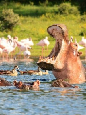 ys-Lake-Naivasha-and-Lake-Nakuru1