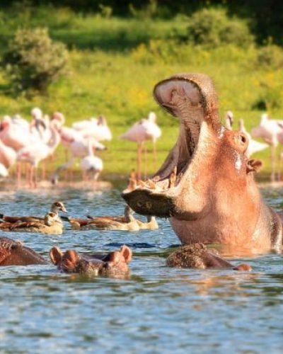 ys-Lake-Naivasha-and-Lake-Nakuru1