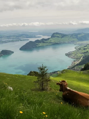 857570-Mountains-Grasslands-Cow-Scenery-Switzerland-Grass_8_11zon