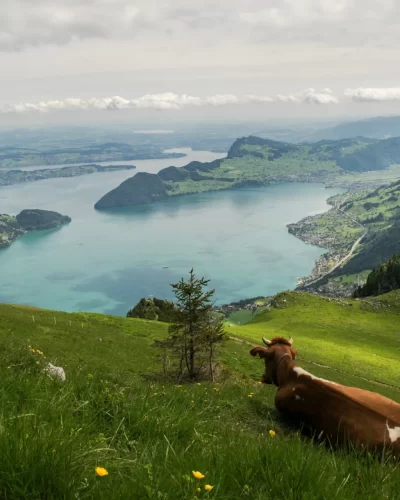 857570-Mountains-Grasslands-Cow-Scenery-Switzerland-Grass_8_11zon