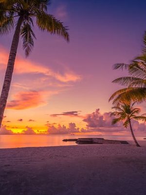 beach-sunset-palm-trees-the-ocean-the-maldives-hd-wallpaper-preview