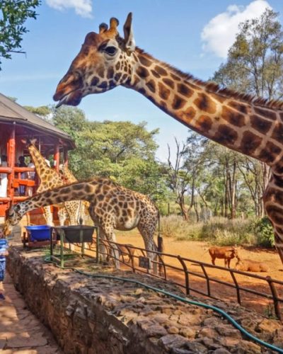 giraffe-centre-nairobi