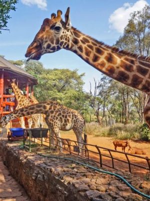 giraffe-centre-nairobi