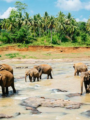 Pinnawala elephant orphanage, Sri Lanka. Shot with Canon 5D mkIII.