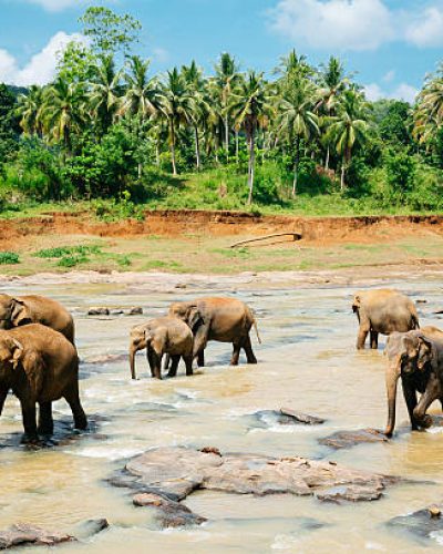 Pinnawala elephant orphanage, Sri Lanka. Shot with Canon 5D mkIII.