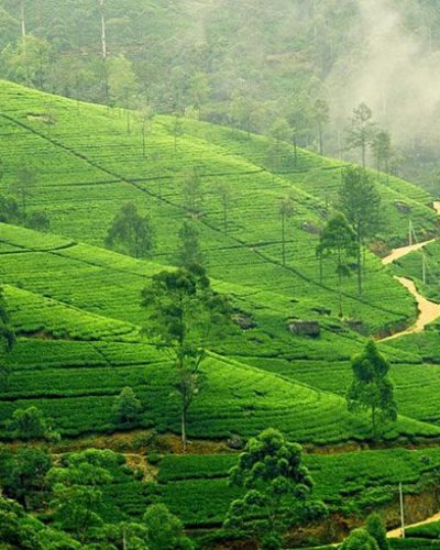 kandy-nuwaraeliya_banner_2