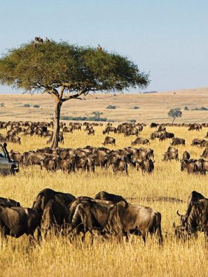 masai-mara-national-reserve