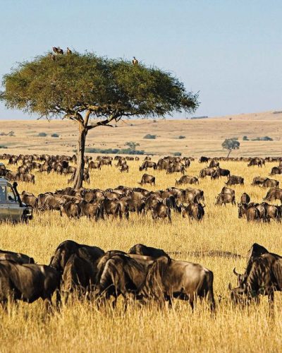 masai-mara-national-reserve