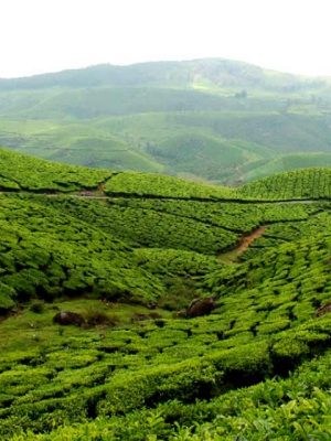 munnar-kerala-tourism-entry-fee-timings-holidays-reviews-header