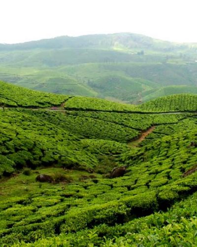 munnar-kerala-tourism-entry-fee-timings-holidays-reviews-header